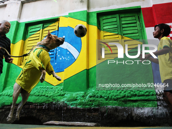 A Children with a dog warring brazil football team jersey  are seen playing in front of an wall art of Brazil National Flag to celebrate the...