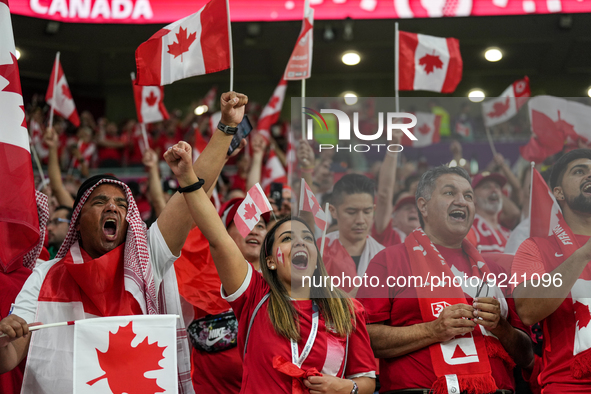 Fans of Canada team during FIFA World Cup Qatar 2022  Group F football match between Belgium and Canada at the Ahmad Bin Ali Stadium in Al-R...