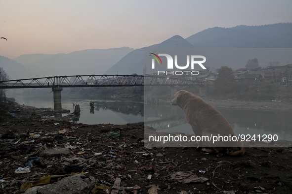 People walk over a bridge as a dog sits on the polluted banks of river Jehlum in Baramulla Jammu and Kashmir India on 24 November 2022 