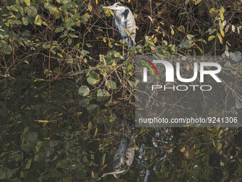 Grey heron bird as seen in park Meerland near Eindhoven in the Netherlands during a sunny weather autumn evening. The grey heron scientifica...