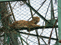 A Leopard rests inside an enclosure during an autumn day in Dachigam national park in Srinagar, Indian Administered Kashmir on 24 November 2...