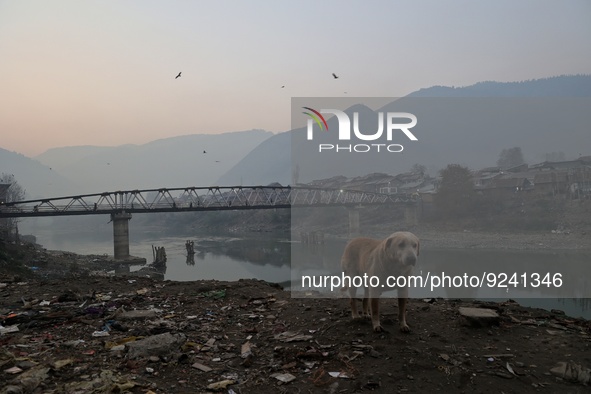 A dog walks on the polluted banks filled with garbage on river Jehlum in Baramulla Jammu and Kashmir India on 24 November 2022 