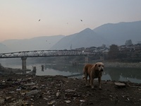 A dog walks on the polluted banks filled with garbage on river Jehlum in Baramulla Jammu and Kashmir India on 24 November 2022 (