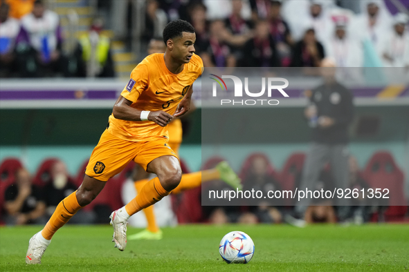 Cody Gakpo left winger of Netherlands and PSV Eindhoven runs with the ball during the FIFA World Cup Qatar 2022 Group A match between Nether...