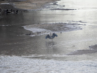 A great blue heron is seen on the Great Miami River on Monday, December 19, 2022, in North Bend, Ohio, USA. (