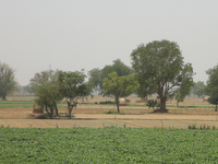 Farmland in Greater Noida, Uttar Pradesh, India, on May 07, 2022.  (
