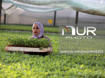 A Palestinian agricultural engineer works at grafting seedling of watermelon at a greenhouse, in Beit Lahiya in the northern Gaza Strip on J...