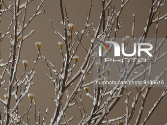 Snow on tree branches during a light snowfall in Toronto, Ontario, Canada, on January 22, 2023. (