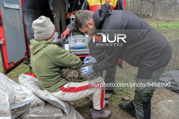 KHERSON, UKRAINE - JANUARY 22, 2023 - UK volunteers sterilize stray animals despite constant shelling, Kherson, southern Ukraine. NO USE RUS...