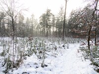 Snow in the forest of Cartierheide near Eindhoven. Snow covers North Brabant region in the Netherlands. Road, paths and trees are covered by...