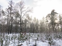 Snow in the forest of Cartierheide near Eindhoven. Snow covers North Brabant region in the Netherlands. Road, paths and trees are covered by...