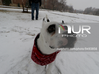 A dog walks in the snow with his owner as accumulated snow is seen amid heavy snow fall in a public park at Norman, Oklahoma, USA. 24 Januar...