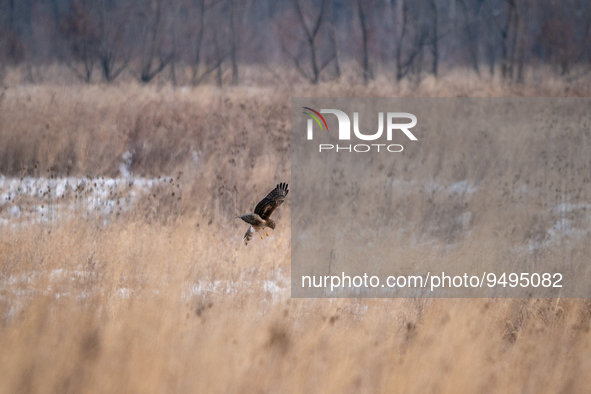 A red-shouldered hawk is seen in flight at the Fernald Nature Preserve on Tuesday, January 24, 2023, in Ross, Ohio, USA. 