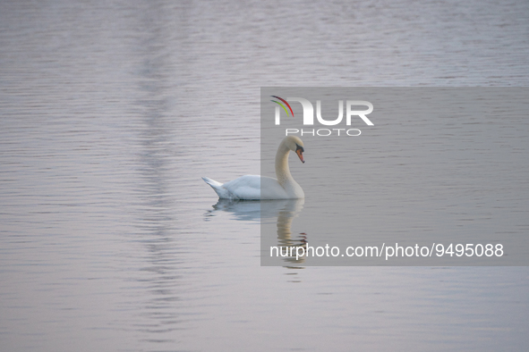 A white muted swan is seen at the Fernald Nature Preserve on Tuesday, January 24, 2023, in Ross, Ohio, USA. 