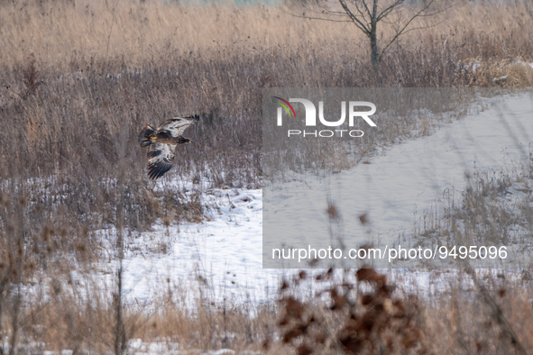 A juvenile bald eagle is seen in flight at the Fernald Nature Preserve on Tuesday, January 24, 2023, in Ross, Ohio, USA. 