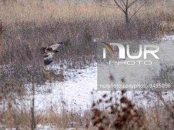 A juvenile bald eagle is seen in flight at the Fernald Nature Preserve on Tuesday, January 24, 2023, in Ross, Ohio, USA. (