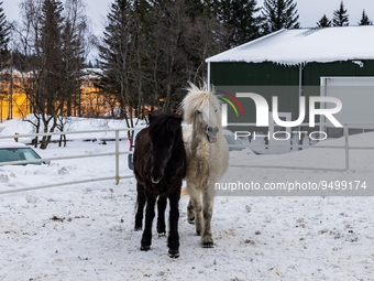 Icelandic horse in the snow in Reykholt, Iceland, on January 23, 2023.  (
