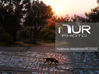 A dog is walking at Filopappou during the sunset in Athens, Greece on February 11, 2023. (