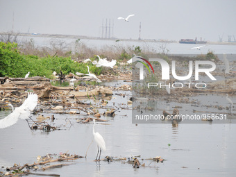 JAKARTA, INDONESIA-DEC 12: White Heron or Egret (Bubulcus Ibis), foraging area of shoreline is littered with trash and densely populated are...