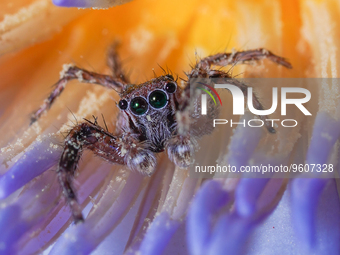 A jumping spider (Salticidae) can be seen at a private residence in Ratnpura, Sri Lanka, on February 18, 2023. Jumping spiders are a group o...