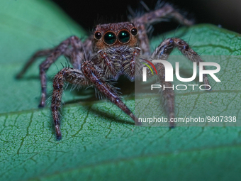 A jumping spider (Salticidae) can be seen at a private residence in Ratnpura, Sri Lanka, on February 18, 2023. Jumping spiders are a group o...