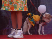A dog waits for its turn at a show organized during one of the biggest pet-gathering events in Noida, on the outskirts of New Delhi, India o...