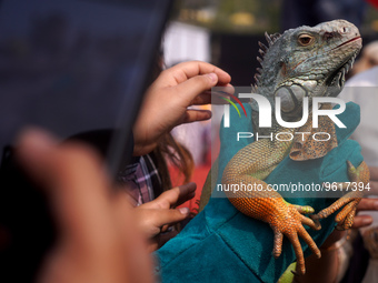An Iguana is seen during one of the biggest pet-gathering events organized in Noida, on the outskirts of New Delhi, India on February 19, 20...