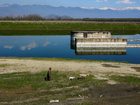 A shepherd walks along lamb on a sunny spring day in Sopore District Baramulla Jammu and Kashmir India on 07 March 2023 (