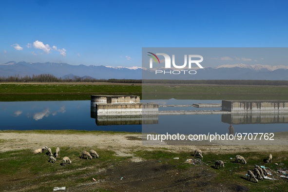 A shepherd with flock of sheep (livestock) on a sunny day in Sopore District Baramulla Jammu and Kashmir India on 07 March 2023 