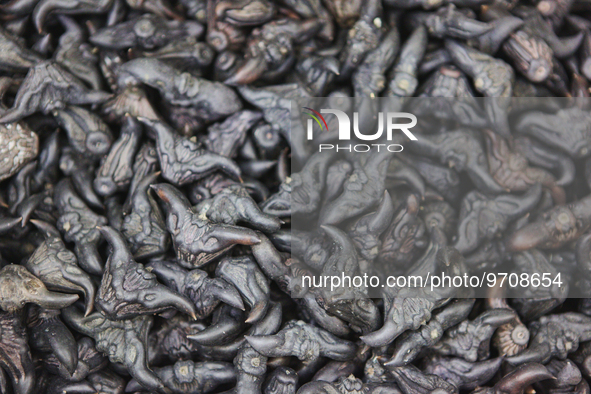 Water caltrop (T. bicornis) seeds at a Chinese market in Markham, Ontario, Canada. The fruits shape resemble the head of a bull, each fruit...