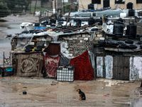 A dog is seen at the Al-Shatee refugee camp in Gaza City after heavy rains, on March 20, 2023.
 (