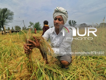 A farmer shows his damaged wheat crop at a field after heavy hailstorm, at Rajarampura Village, in Jaipur, Rajasthan, India, Monday, March 2...