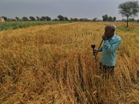 A farmer looks at his damaged wheat crop at a field after heavy hailstorm, at Rajarampura Village, in Jaipur, Rajasthan, India, Monday, Marc...