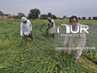 Farmers show damaged wheat crop at a field after heavy hailstorm, at Rajarampura Village, in Jaipur, Rajasthan, India, Monday, March 20, 202...