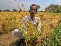 A farmer shows his damaged wheat crop at a field after heavy hailstorm, at Rajarampura Village, in Jaipur, Rajasthan, India, Monday, March 2...