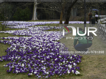 People are seen taking pictures and posing for photographs with croci in the Ujazdowskie park in Warsaw, Poland on 20 March, 2023. (