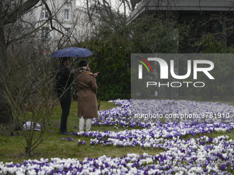 People are seen taking pictures and posing for photographs with croci in the Ujazdowskie park in Warsaw, Poland on 20 March, 2023. (