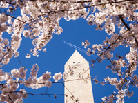 A plane flies high over the Washington on a sunny, during the annual Cherry Blossom Festival.  The month-long festival celebrates Japan’s 19...