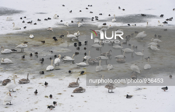 Frozen Vistula river (Polish: Wisla) become a Bird sanctuary during a cold winter days, with temperatures reaching below 0 degrees Celsius....
