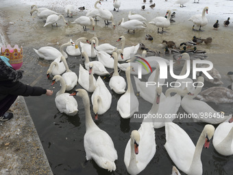 People and especially children feed birds with bread crumbs as the frozen Vistula river (Polish: Wisla) become a Bird sanctuary during a col...