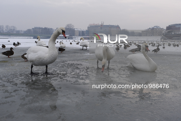 Frozen Vistula river (Polish: Wisla) become a Bird sanctuary during a cold winter days, with temperatures reaching below 0 degrees Celsius....
