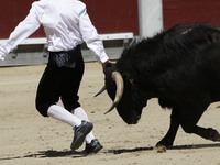 A ''recortador'' touches a bull's head during a bullfight in Madrid, Spain, Friday, May 2, 2014. 'Recortadores' is a bloodless type of bullf...