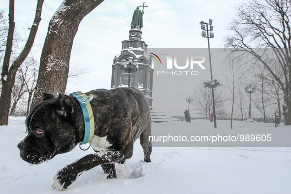 A Cane corso dog are seen in front of the St.Volodymyr Monument in Kyiv, on January 9, 2016. Storm warning announced in Ukraine by Hydromete...