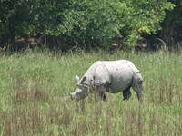 A one-horned rhino grazes inside the Kaziranga National Park in Nagaon District of Assam ,India  on Apr 24 , 2023. (