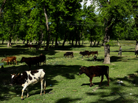 

A group of cows and oxen are grazing in a field on the outskirts of Sopore District, Baramulla, Jammu and Kashmir, India, on April 24th, 2...