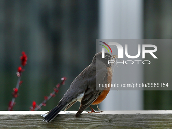 American robin (Turdus migratorius) carrying nest building material in Toronto, Ontario, Canada, on April 24, 2022. (