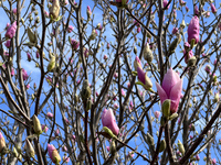 Magnolia flowers blooming during the Spring season in Toronto, Ontario, Canada, on April 19, 2023. (