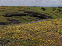 Ecological Tourists Hike Oroville North Table Mountain Ecological Reserve In Search of California Superbloom Wildflowers (