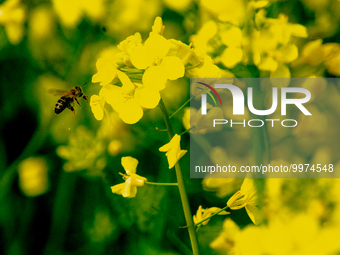 

A bee is seen approaching a rapeseed field in Wesseling, Germany, on April 26, 2023 (