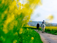 

A horse rider is seen passing a rapeseed field in Wesseling, Germany, on April 26, 2023 (